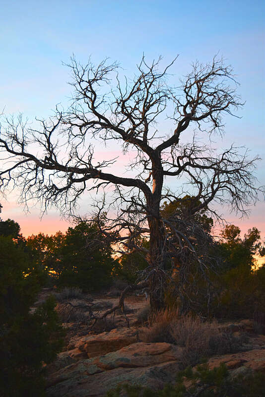 500px provided description: Outside Mesa Verde National Park [#Nature ,#Travel ,#Tree ,#Sunset ,#USA ,#America ,#Colorado ,#View ,#US]