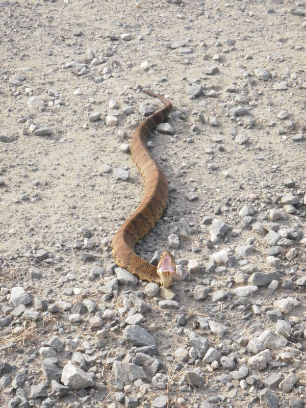 Cottonmouth at Back Bay National Wildlife Refuge in Virginia.
Credit: USFWS