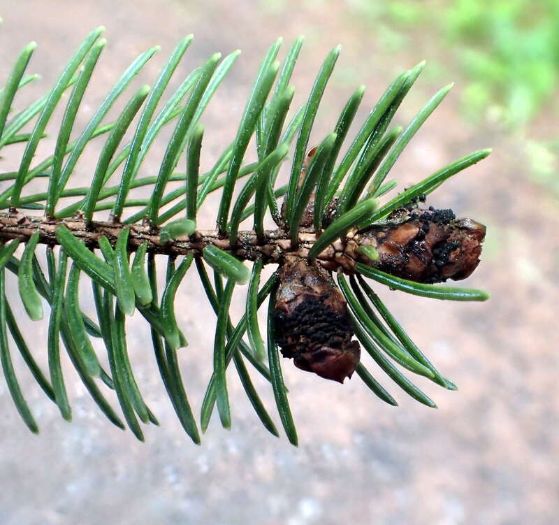 Spruce bud blight of Sitka spruce caused by Dichomera gemmicola near Juneau, Alaska. USDA Forest Service photo by Elizabeth Graham.