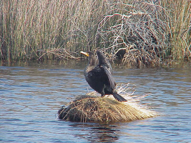 Double-crested cormorant at Back Bay National Wildlife Refuge in Virginia.
Credit: USFWS