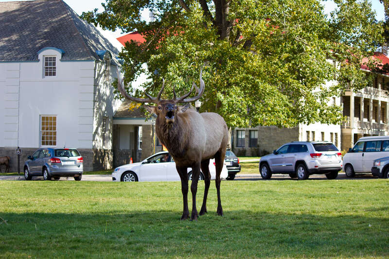 Downtown Elk