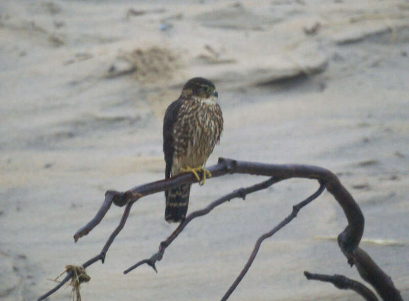 A Merlin Falco columbarius columbarius at Back Bay National Wildlife Refuge in Virginia. Credit: USFWS
