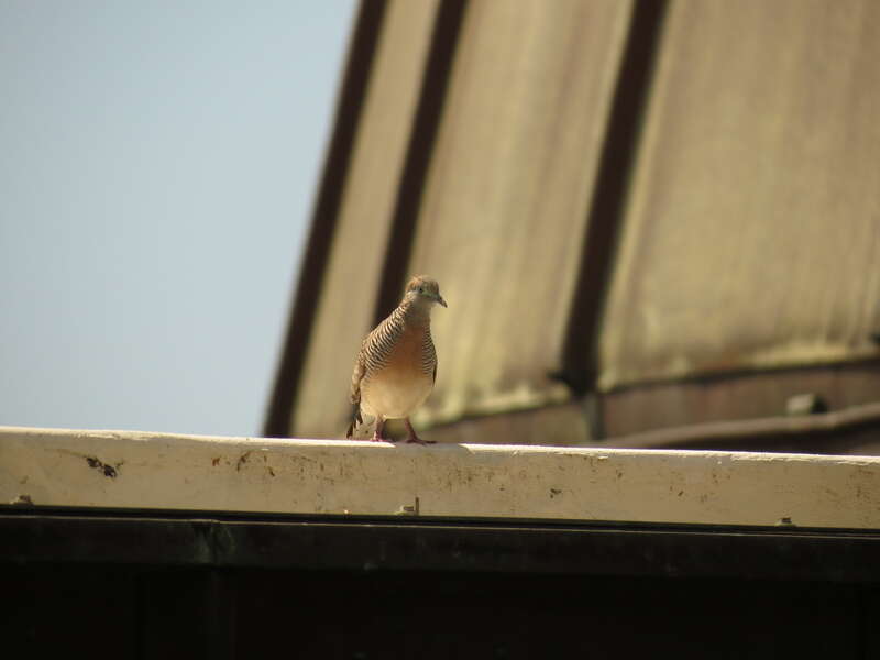 Geopelia striata (Linnaeus, 1766), Zebra Dove, Bernice Pauahi Bishop Museum, Honolulu, Hawaii, USA, 26 March 2014