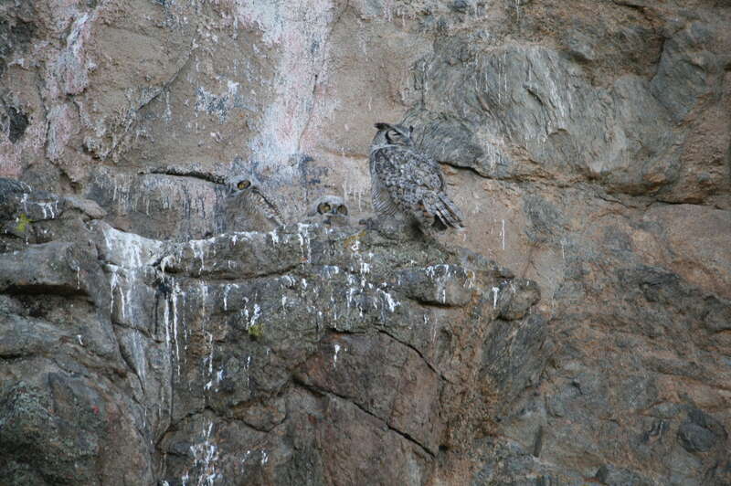 Great Horned Owls in nest Babies and parent Estes Park Colorado Rocky Mountain National Park May 2018