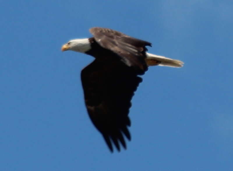Bald Eagle