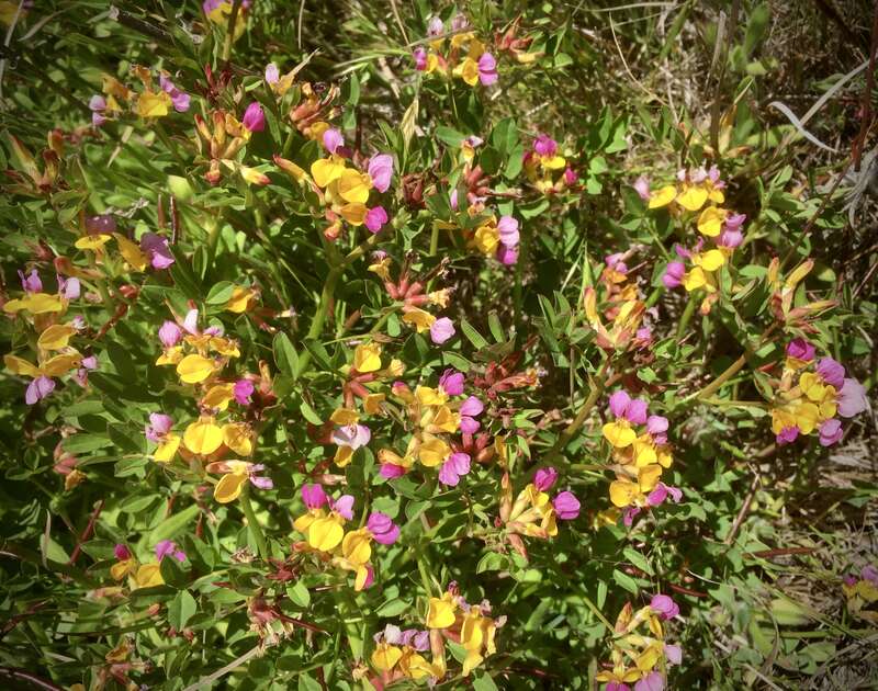 Now in full bloom on the bluff-tops -- these were captured on the coastal trail from the Lone Palm trailhead, Hearst San Simeon SP. I sure wish the botanists had stuck with the Lotus genus for, well, all the lotus plants!

&amp;lt;a