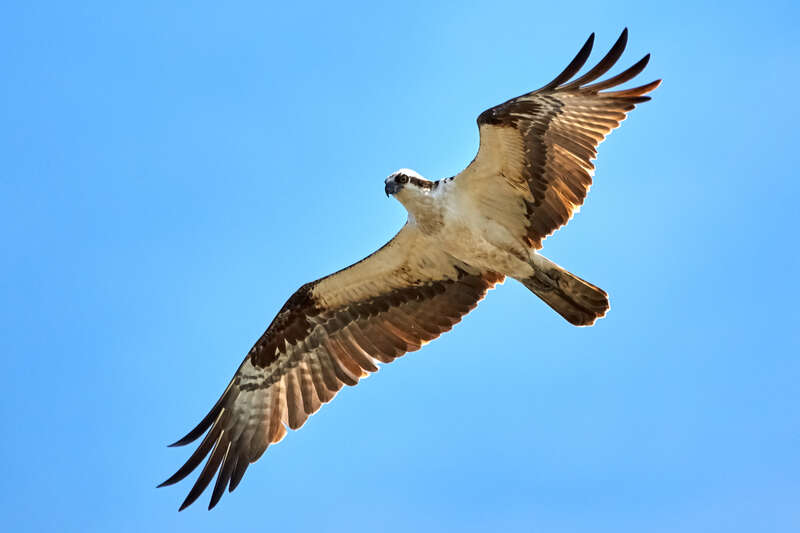 500px provided description: Circling the water [#bird ,#nature ,#animal ,#wildlife ,#wild ,#hawk ,#bif ,#bird in flight]