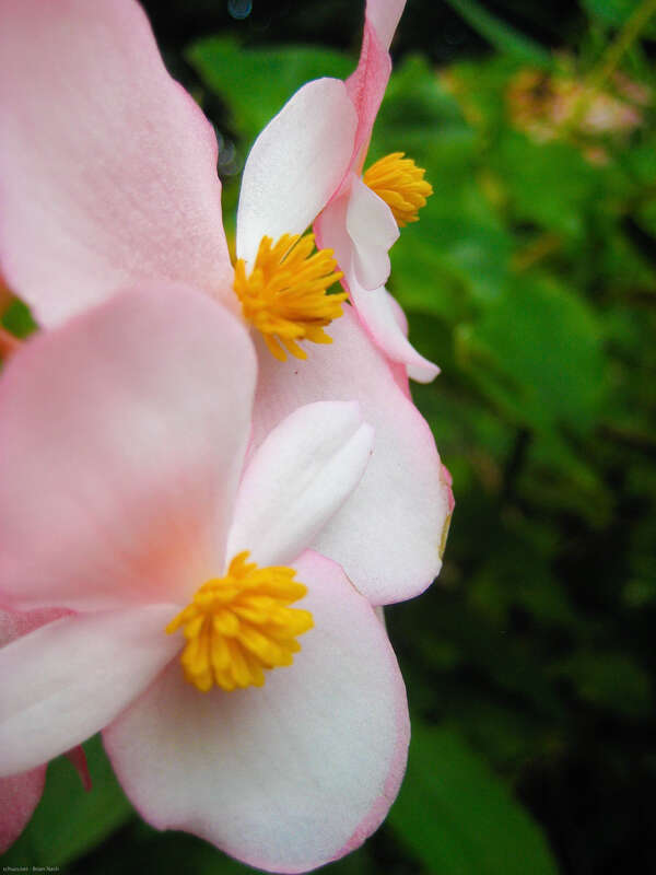 In the Kula botanical garden