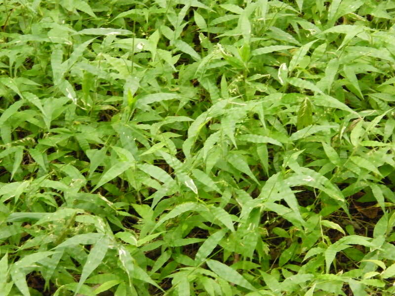 Invasive wavyleaf basketgrass covers part of the forest floor in the South River Greenway in Maryland
 Credit: Rich Mason/USFWS