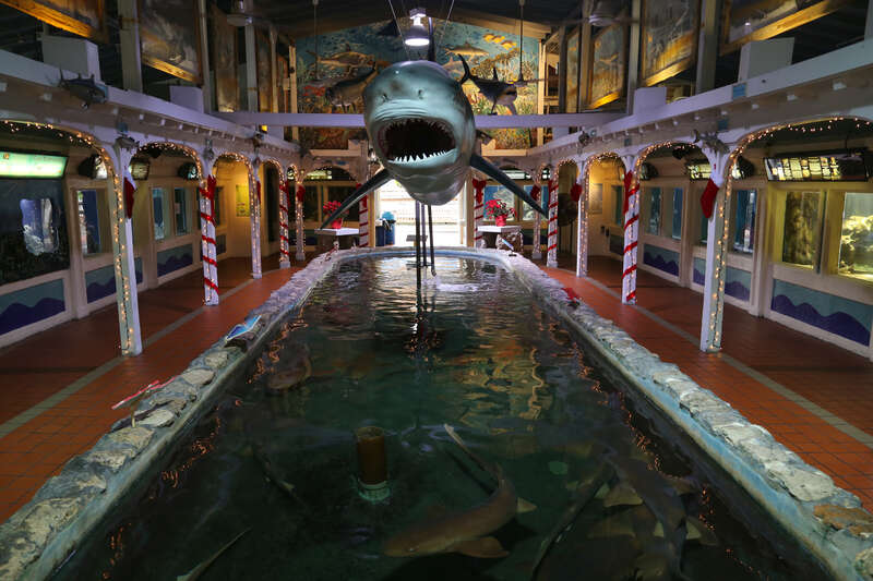 I'm not sure why the walls are missing on the mini great white...I mean...nurse shark tank at the Key West aquarium. My guess is that when they built the facility in 1934 they didn't anticipate the place being run amok with screaming, hyperactive,