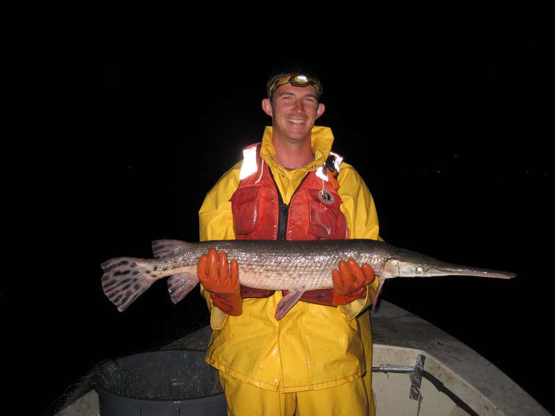 Longnose gar at the Maryland Fishery Resources Office.