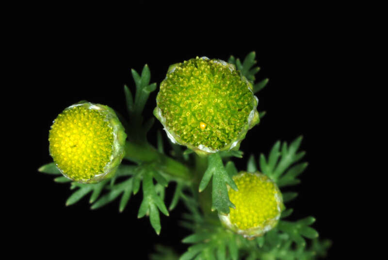 Matricaria discoidea