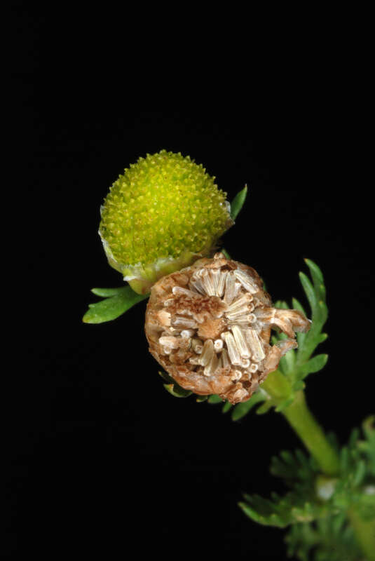 Matricaria discoidea