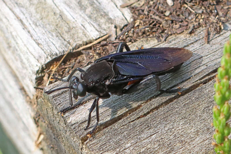 Clubbed Mydas Fly (Mydas clavatus)