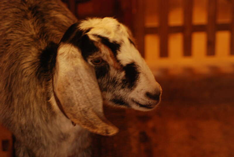 Nubian goat, Carl Sandburg Home National Historic Site, Flat Rock, NC
