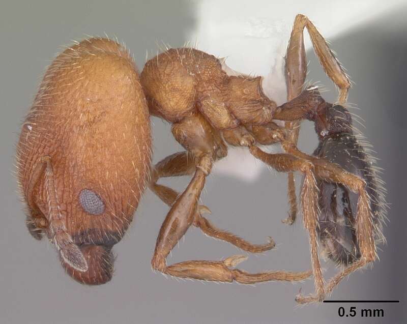 Profile view of ant Pheidole littoralis specimen casent0104404.