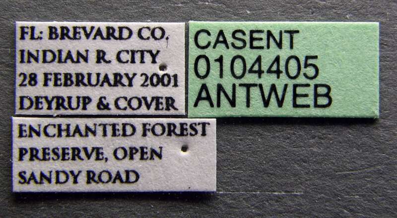Label view of ant Pheidole littoralis specimen casent0104405.