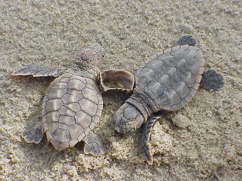Photo of the Week - 2/14/11
Happy Valentine's Day! Loggerhead sea turtle hatchlings at Back Bay National Wildlife Refuge in Virginia.
Credit: USFWS
http://www.fws.gov/backbay/