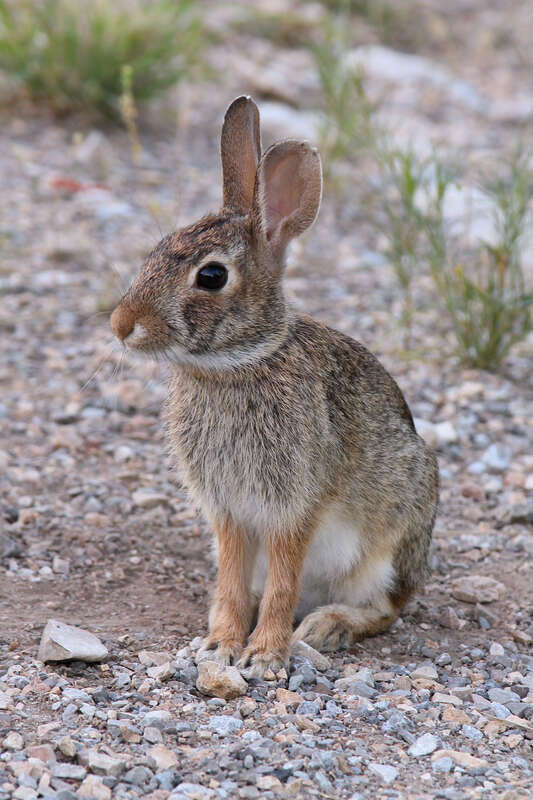 A rabbit at the Chickasaw Retreat and Conference Center, Murray County, Oklahoma, United States.