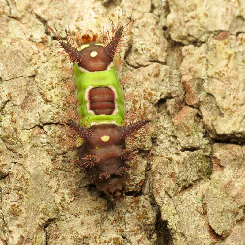 Acharia stimulea. Greenbelt Park, Prince George's County, Maryland, USA.