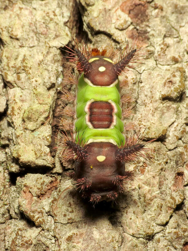 Acharia stimulea. Greenbelt Park, Prince George's County, Maryland, USA.