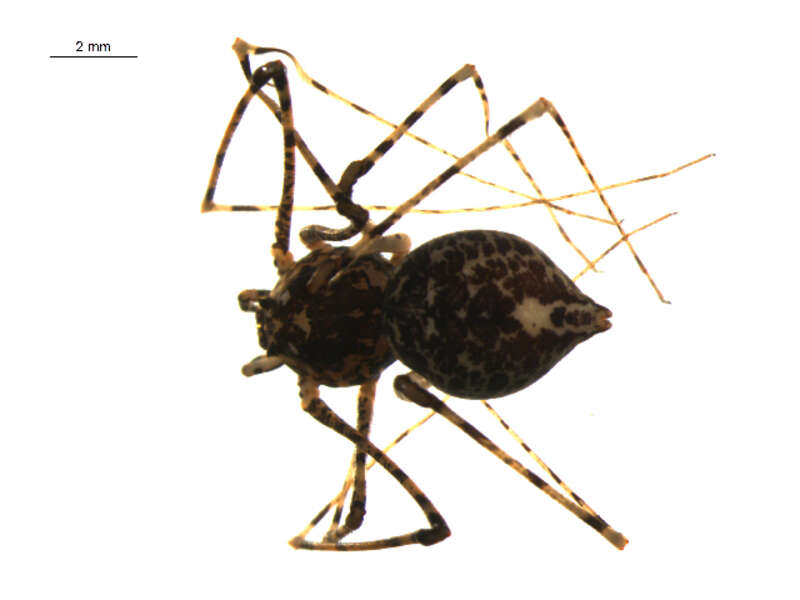 Scytodes longipes, adult female from Oahu, Hawaii