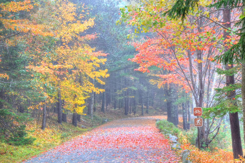 
500px provided description: The Season Of Mists And Mellow Fruitfulness [#autumn ,#forest ,#tree ,#woods ,#scenery ,#footpath ,#rural scene ,#lush foliage ,#boulevard ,#lush ,#country road ,#tree trunk]