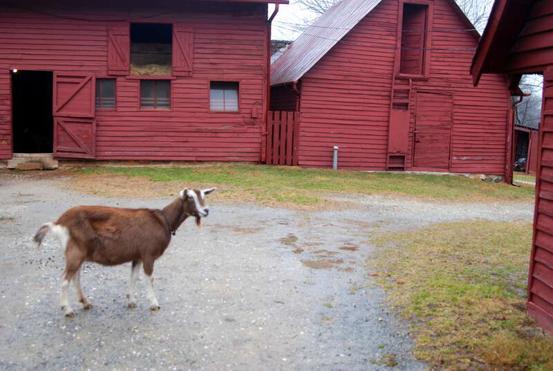 Toggenburg goat and barns, Carl Sandburg Home National Historic Site, Flat Rock, NC