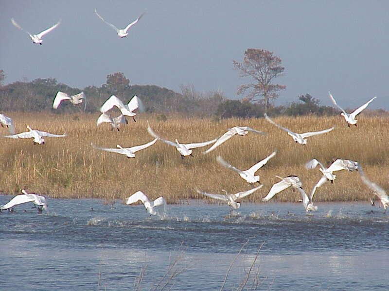 Tundra swans at Back Bay National Wildlife Refuge in Virginia.
Credit: USFWS