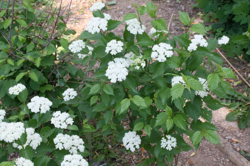 Location taken: Brookside Gardens, Maryland. Names: Viburnum dentatum var. venosum Britt. Gleason, Arrow Wood, Arrow-Wood Viburnum, Arrowwood, Arrowwood Viburnum, Kalina zubatá, Northern Arrow-Wood, Roughish Arrowwood, Southern Arrowwood, رباطية