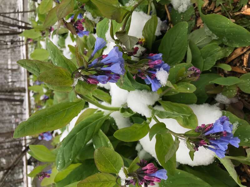 Virginia bluebells, March 2018--Andrea Walton