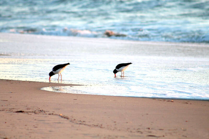 American Oystercatchers looking for breakfast on the beach in Ocean City Maryland (IMG 8894 Beach Birds American Oystercatchers 1024x683)