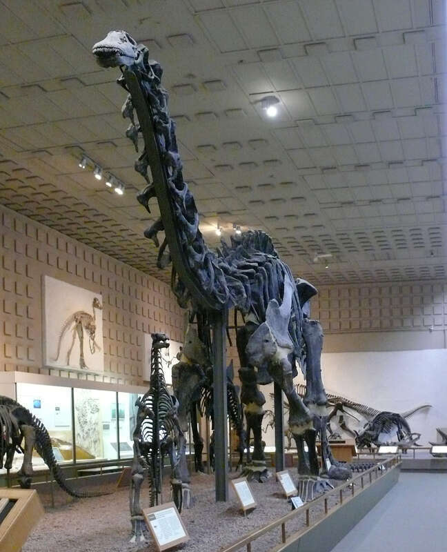 Brontosaurus excelsus in the Yale Peabody Museum of Natural History.
Brontosaurus excelsus
Inv no. YPM 1980 (holotype specimen of the species)
Discoverer William H. Reed 1879
Locality Como Bluff, Wyoming
Age Morrison Formatian, Jurassic period, 150