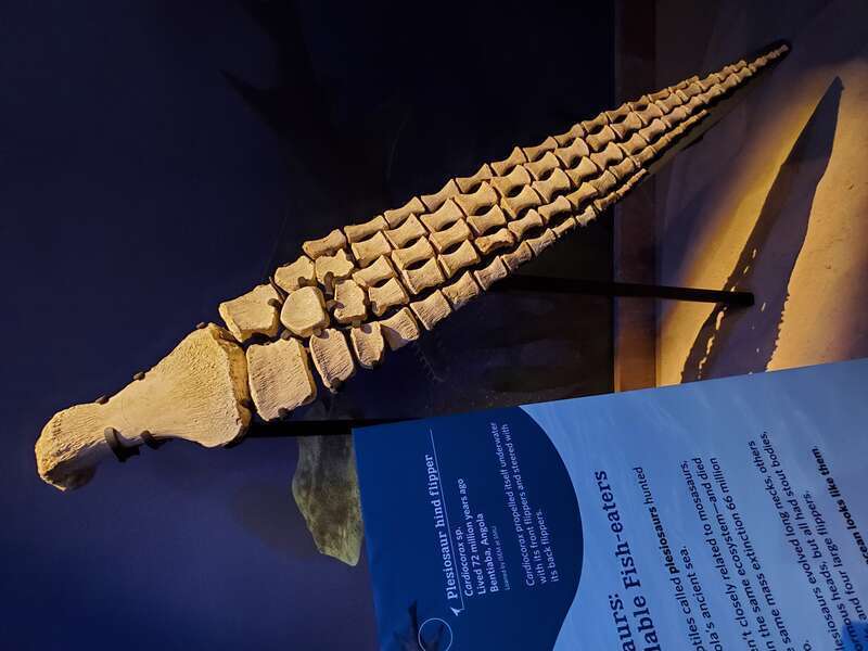 Fin of plesiosaur Cardiocorax sp., Smithsonian