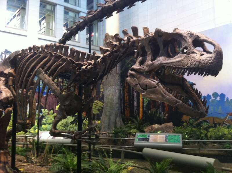 &quot;Alice&quot;, a composite skeleton.