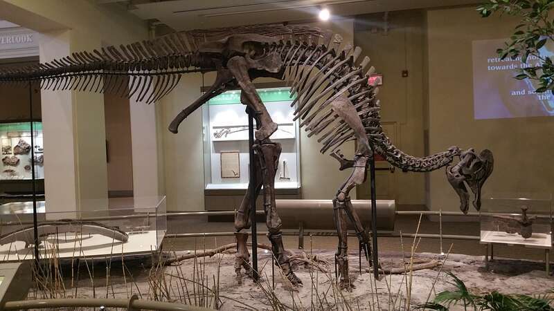 The &quot;Dinosaurs in Their Time&quot; exhibit at the Carnegie Museum of Natural History.
Pictures from some of my free time during the Project Zero Perspectives conference (#PZPGH) in Pittsburg, Pennsylvania - May 2017.