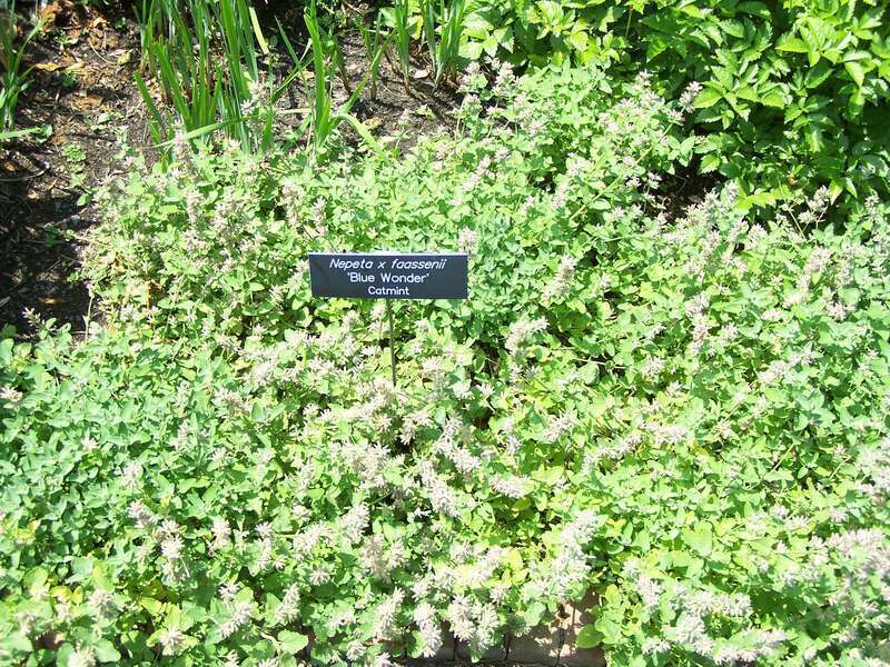 nepeta x faassenii 'Blue Wonder' catmint at Minnesota Landscape Arboretum
