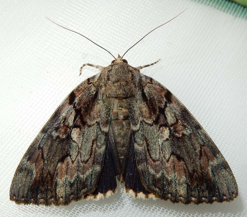 Agrippina Underwing (Catocala agrippina)