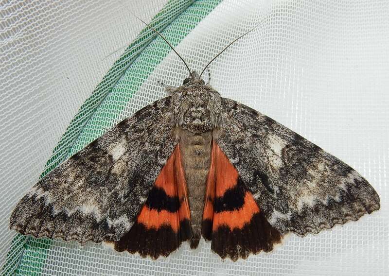 Once-married Underwing (Catocala unijuga)