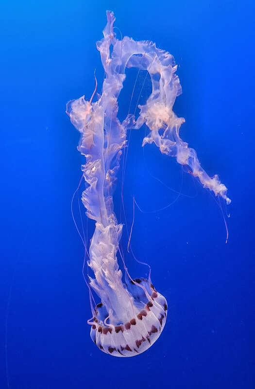 Purple-striped jelly (Chrysaora colorata) at the Monterey Bay Aquarium, Monterey, California, USA.