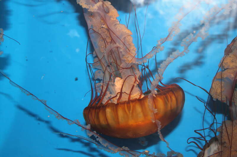 A Chrysaora fuscescens en    commonly known as a Pacific Sea Nettle seen at the Birch Aquarium at the Scripps Institution of Oceanography at the University of California, San Diego