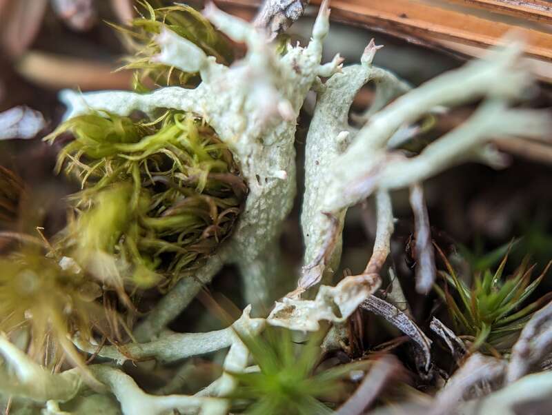 Thorn Lichen (Cladonia uncialis)