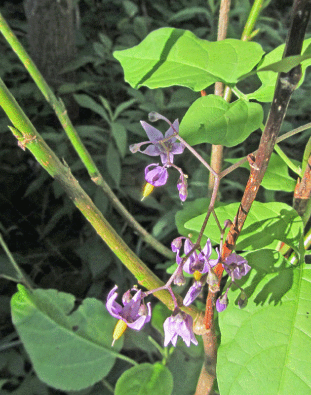 This is an invasive species.