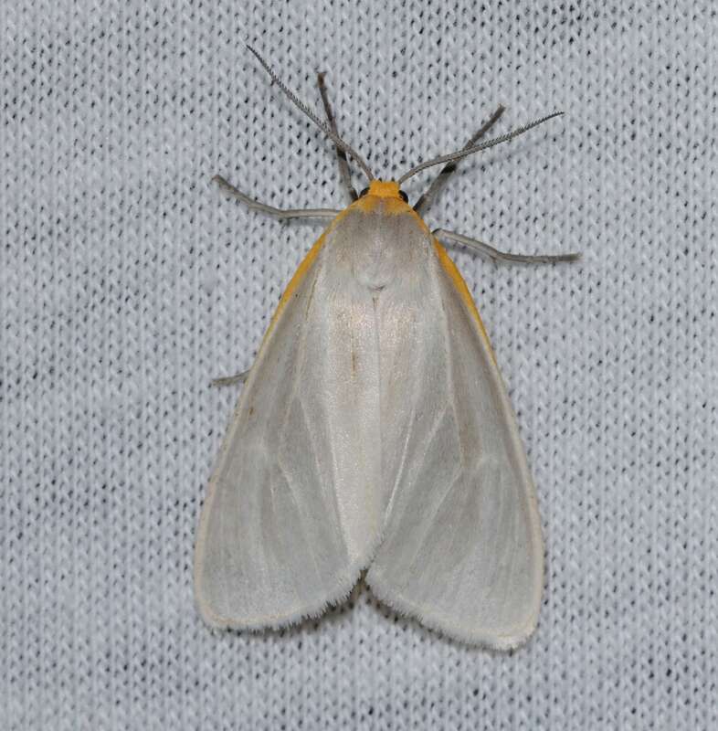 Unexpected Cycnia Moth (Cycnia collaris)