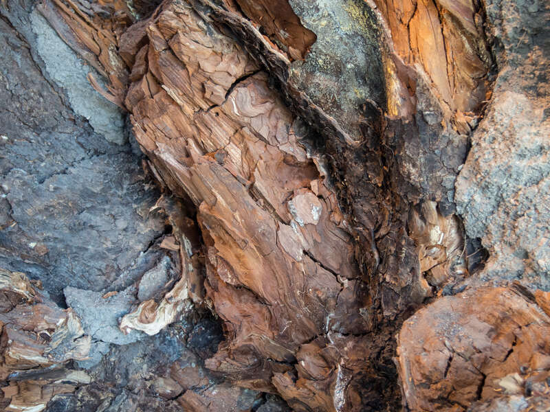 Close-up of the underside of a centuries-old Douglas fir (Pseudotsuga menziesii) stump at the Exploratorium.