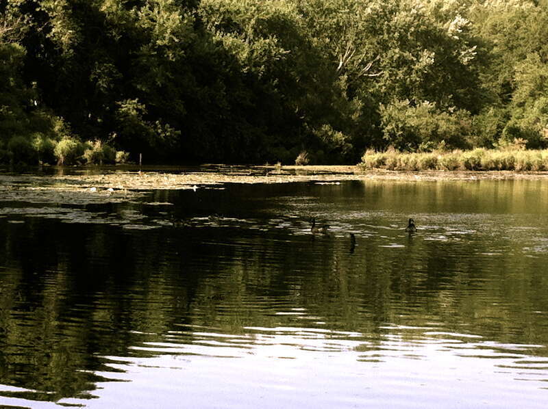 The Mill River with some ducks in it at East Rock Park