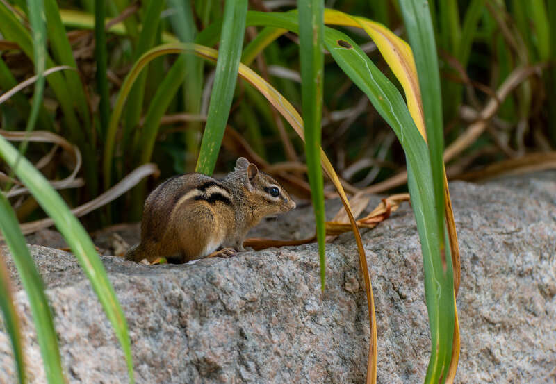 Eastern Chipmunk (Tamias striatus) at Spohr Gardens, Falmouth, Massachusetts, US (PPL1-Corrected)