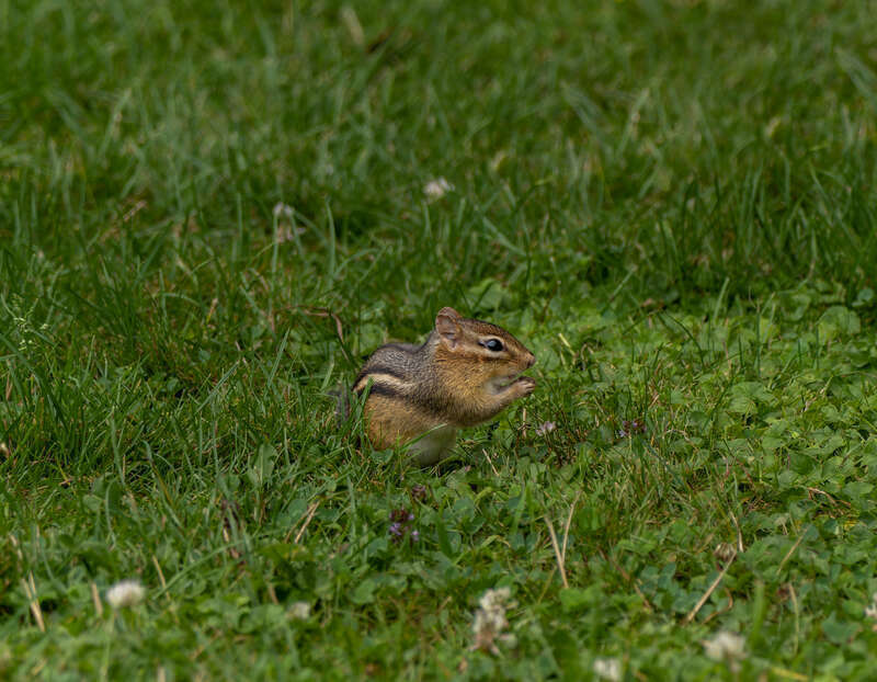 Eastern Chipmunk (Tamias striatus) at Spohr Gardens, Falmouth, Massachusetts, US (PPL3-Altered)