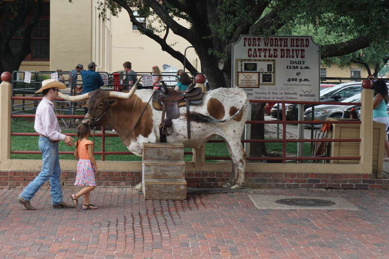 An ox from the Fort Worth Herd Cattle Drive in the Fort Worth Stockyards in Fort Worth, Texas (United States).