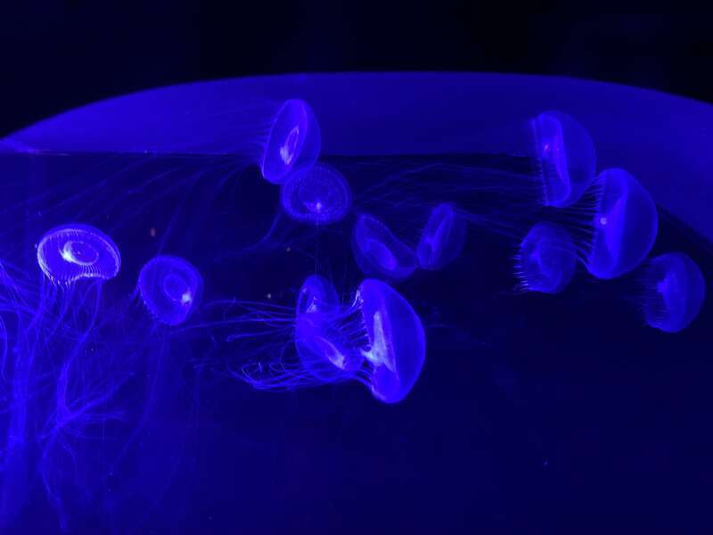 Gelatinous zooplankton. These marine organisms lack any rigid structures. Despite being the most prevalent fish, they remain the least understood among all categories of planktonic animals.